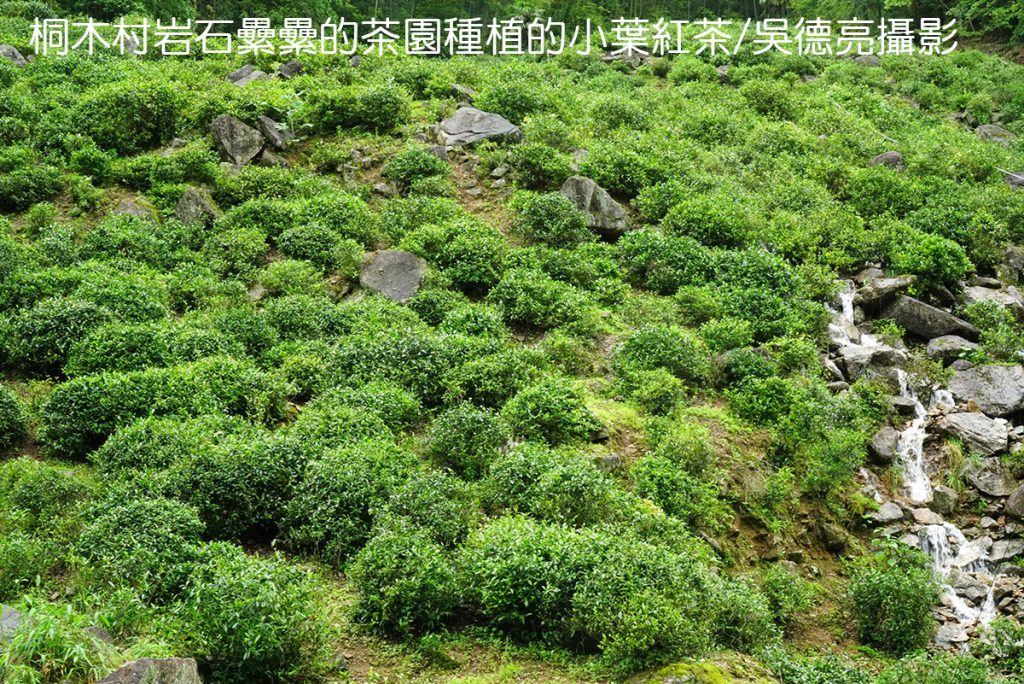 武夷山星村鎮桐木村00003 - 報新聞 Mega News