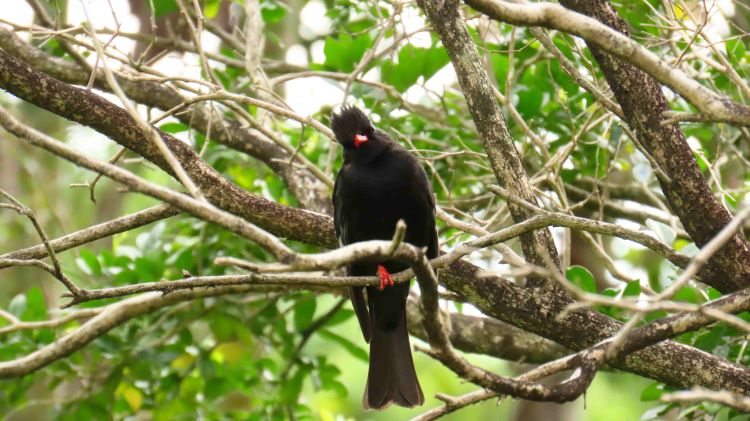 《圖說》森林提供野生動物重要的休憩據點。〈農業局提供〉