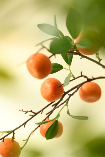 Fale「橘潮蜜柑舒芙蕾蛋糕」嚴選日本當季現採蜜柑,空運直送來台,以鮮甜果香與最佳熟成風味,打造夏季限定的法式甜點饗宴。圖/Fale in Joy提供